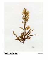 藏品(臺灣擬扭葉苔)的圖片